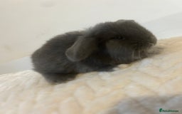 Mini Lop rabbits for sale: Gorgeous mini lops ready to reserve. - Image 5
