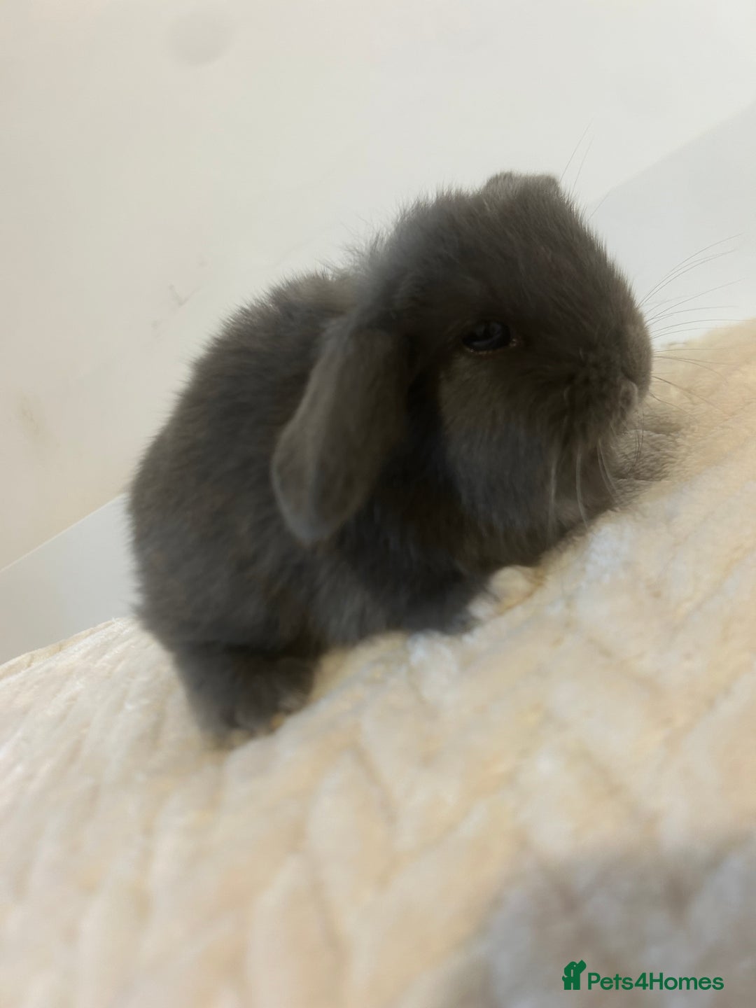 Mini Lop rabbits for sale: Gorgeous mini lops ready to reserve. - Image 5