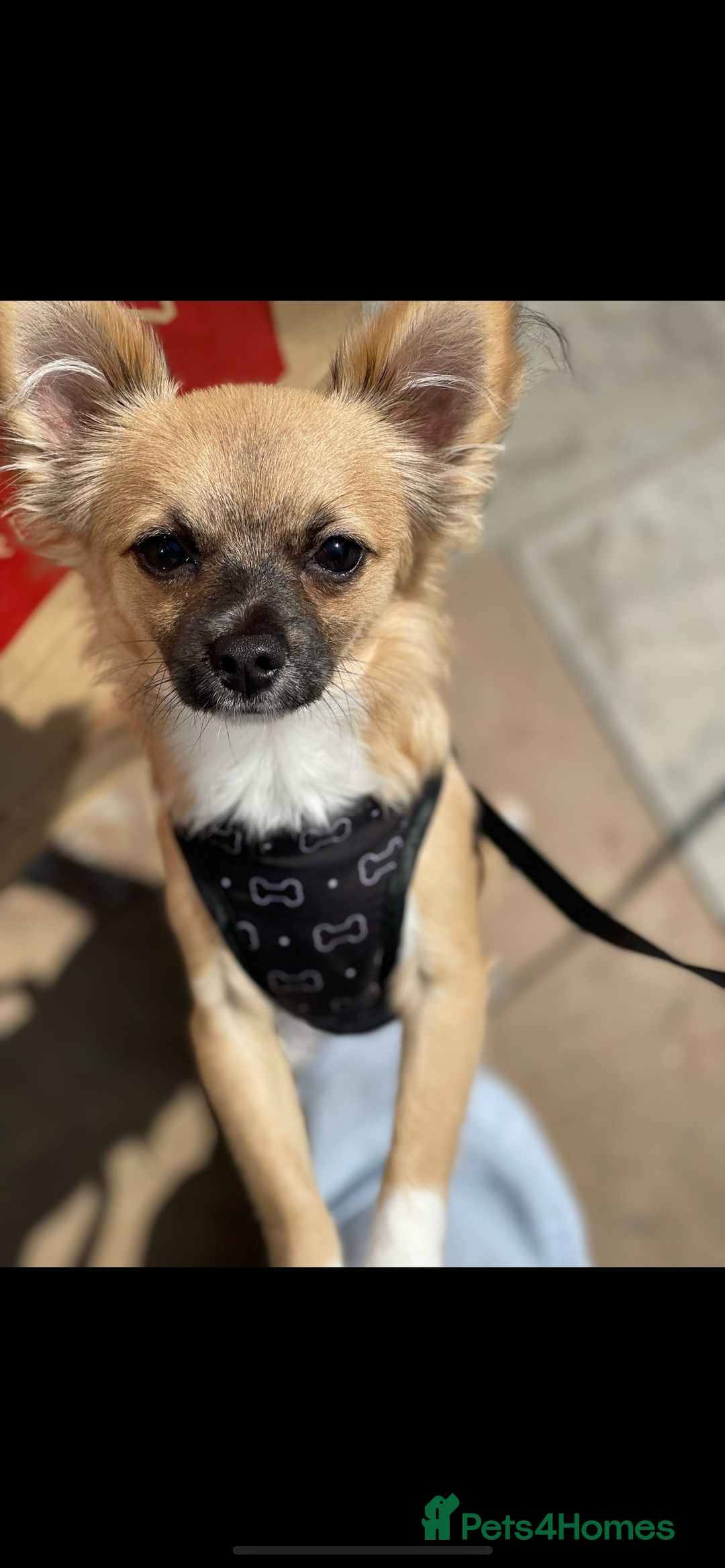 Chorkie dogs for sale: Max - Chorkie - Advert 2