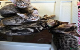 Bengal cats for sale: Bencoons, Bengal mum Maincoon Dad - Image 12