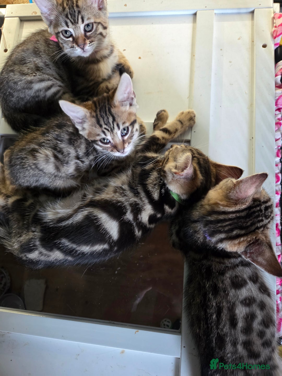 Bengal cats for sale: Bencoons, Bengal mum Maincoon Dad - Image 12
