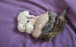 Bengal cats for sale: Beautiful bengal kittens  - Image 2