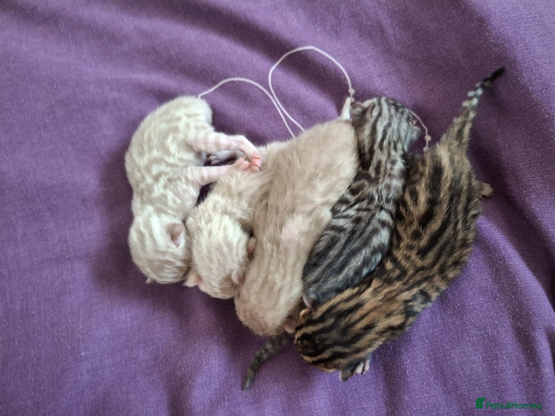 Bengal cats for sale: Beautiful bengal kittens  - Image 2
