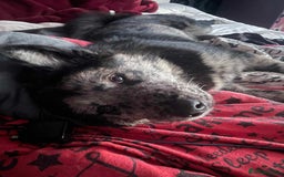 Mixed Breed dogs for sale: Chow chow cross Alaskan Malamute for sale - Advert 3