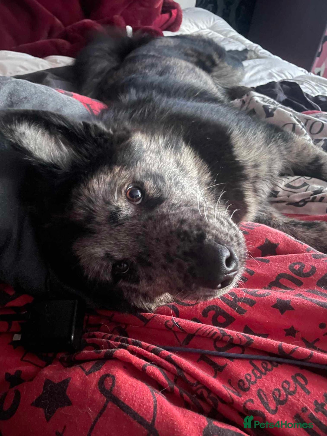 Mixed Breed dogs for sale: Chow chow cross Alaskan Malamute for sale - Advert 3