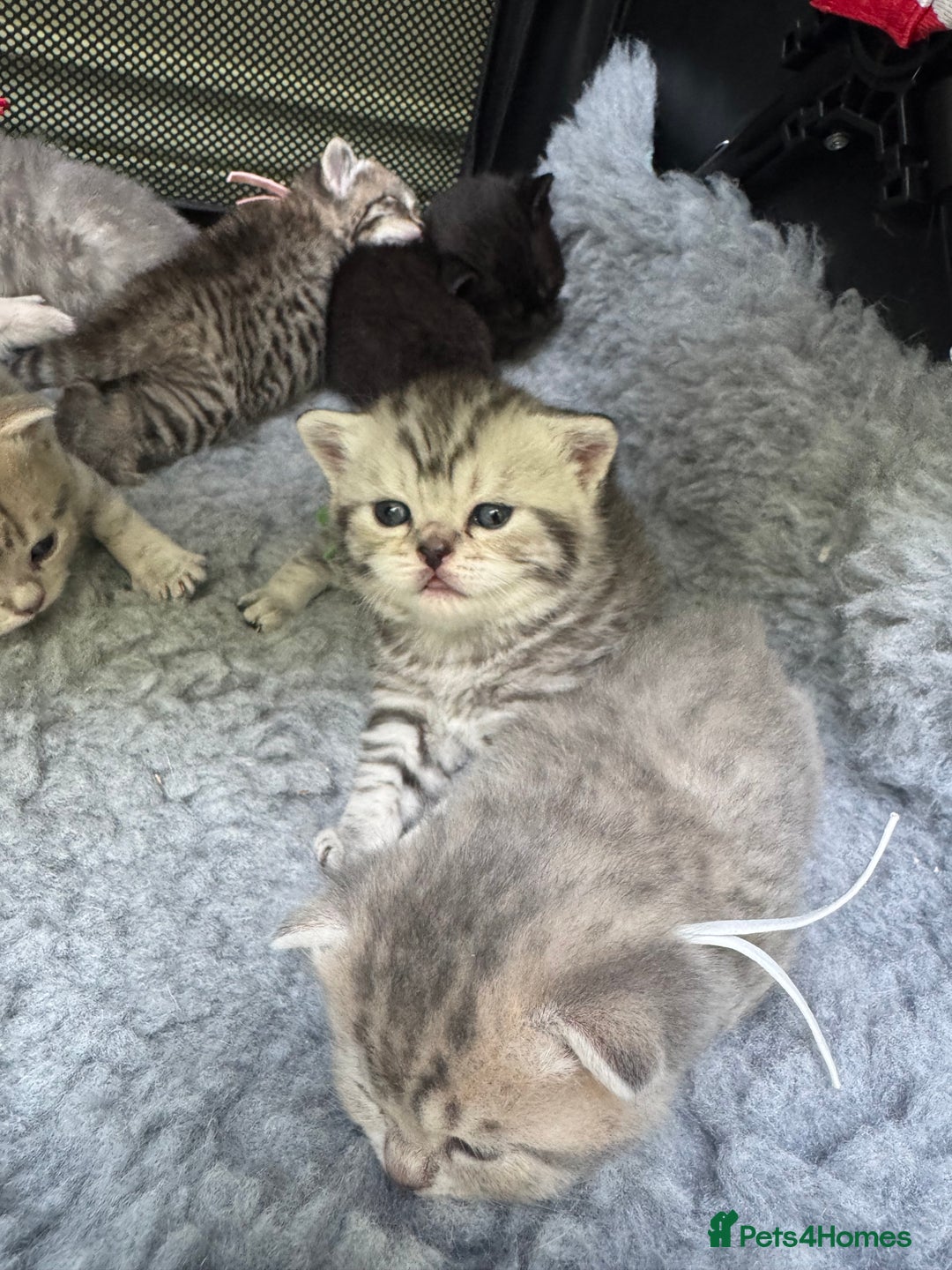 Scottish Fold cats for sale: Scottish fold/ Scottish striaght BSH kittens  - Image 10