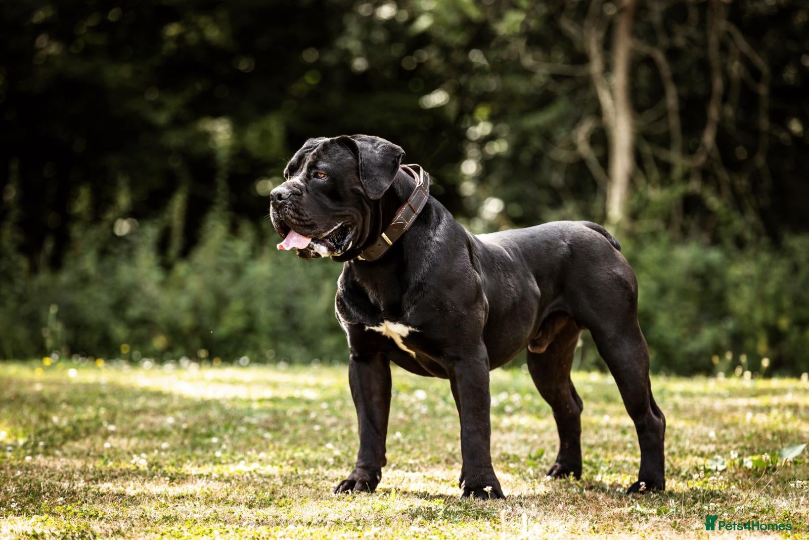 Boerboel dogs Boerboel puppies - Advert 2