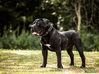 Boerboel dogs Boerboel puppies - Advert 2