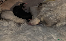 Mixed Breed dogs for sale: Mix breed pups - Image 10