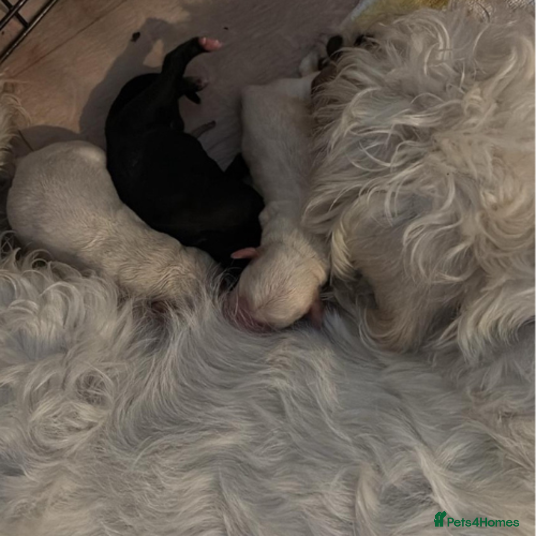 Mixed Breed dogs for sale: Mix breed pups - Image 10