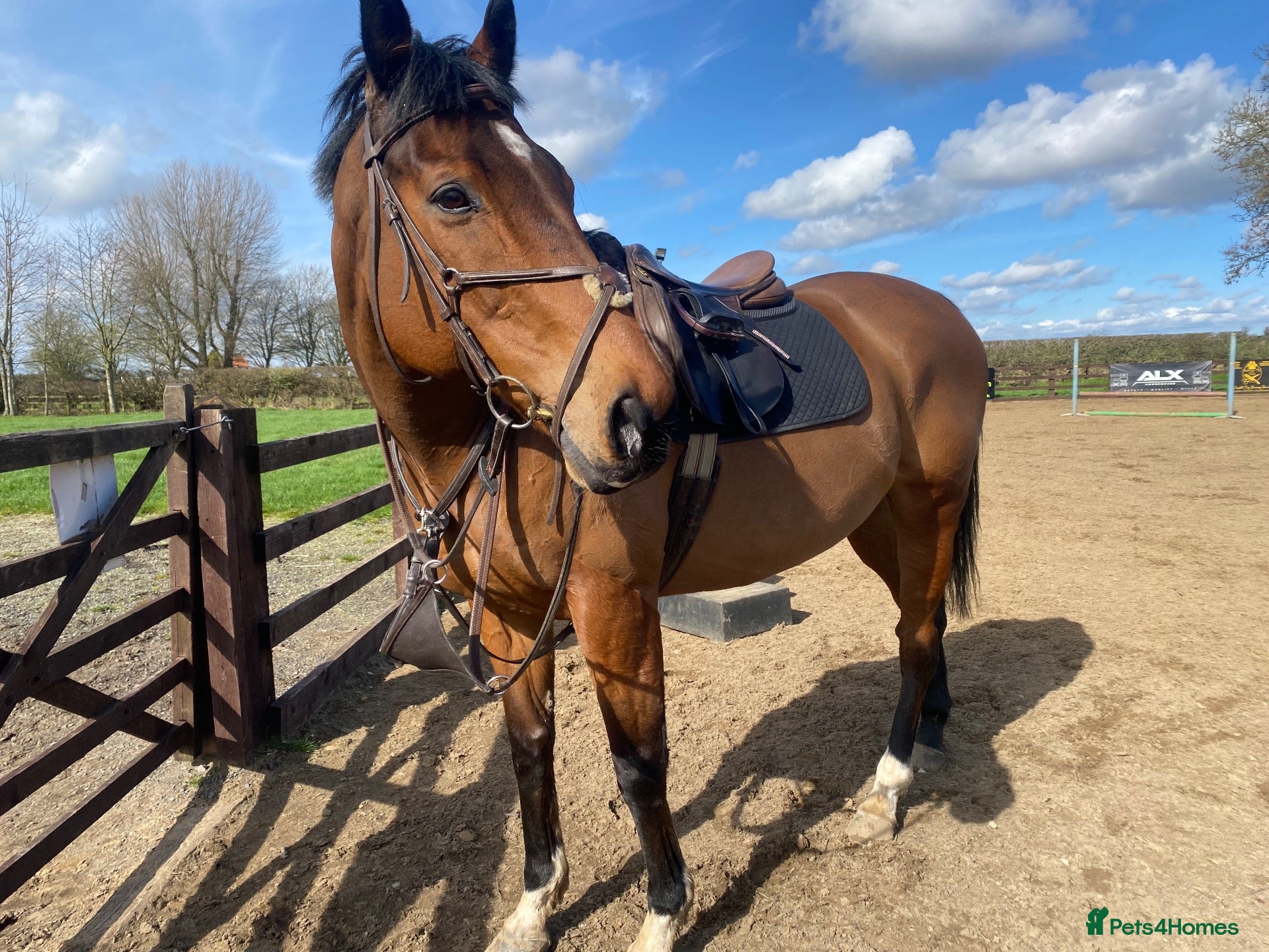 Irish Thoroughbred horses Gelding TB 16hh  - Advert 1