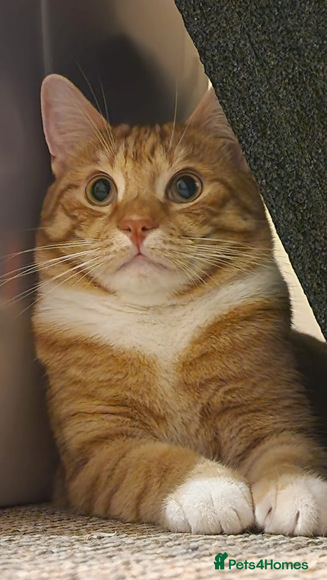 Mixed Breed cats for sale: Tango the loving male cat - Advert 2