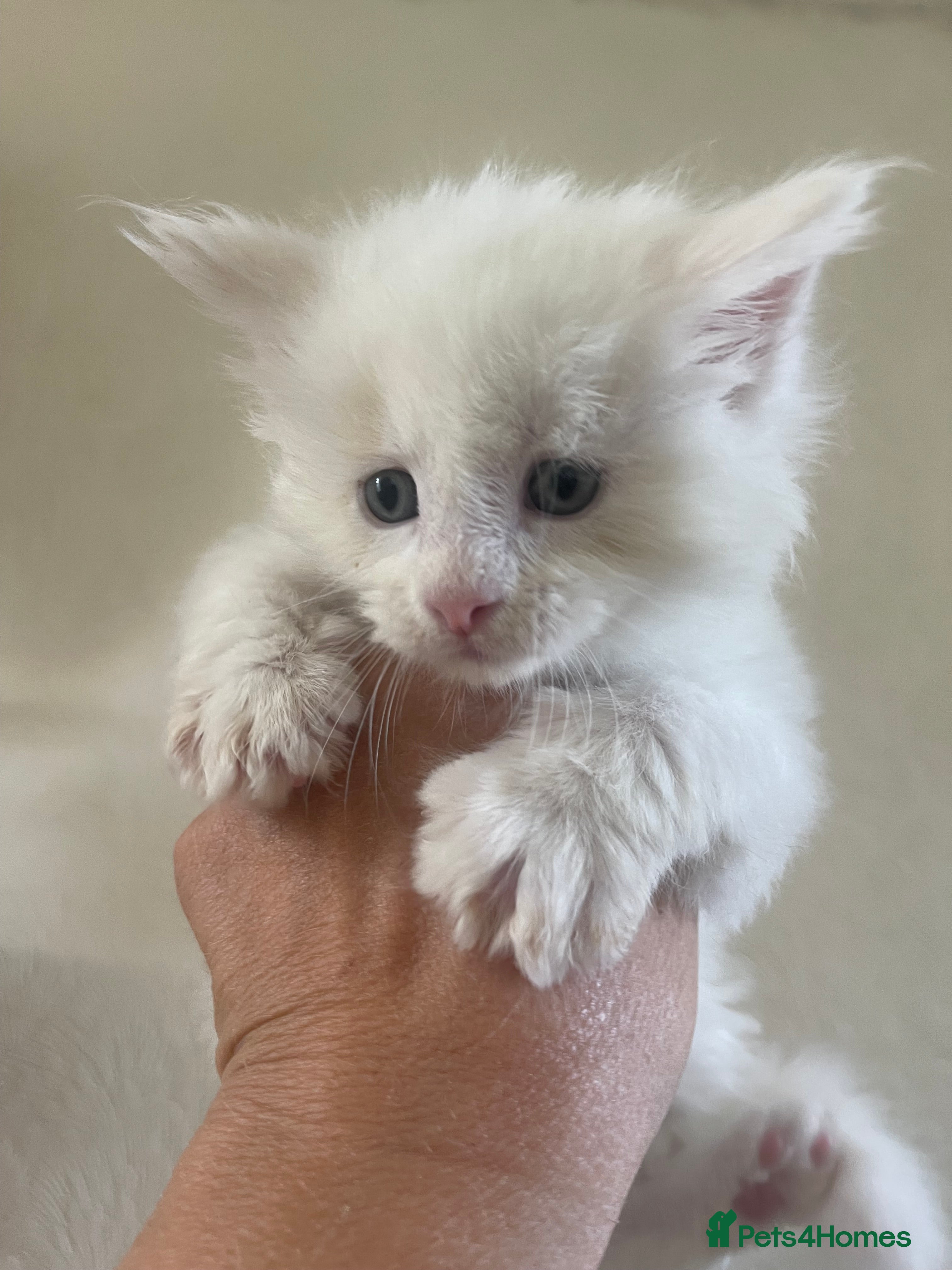 Maine Coon cats for sale: Maine Coon boy - Advert 5