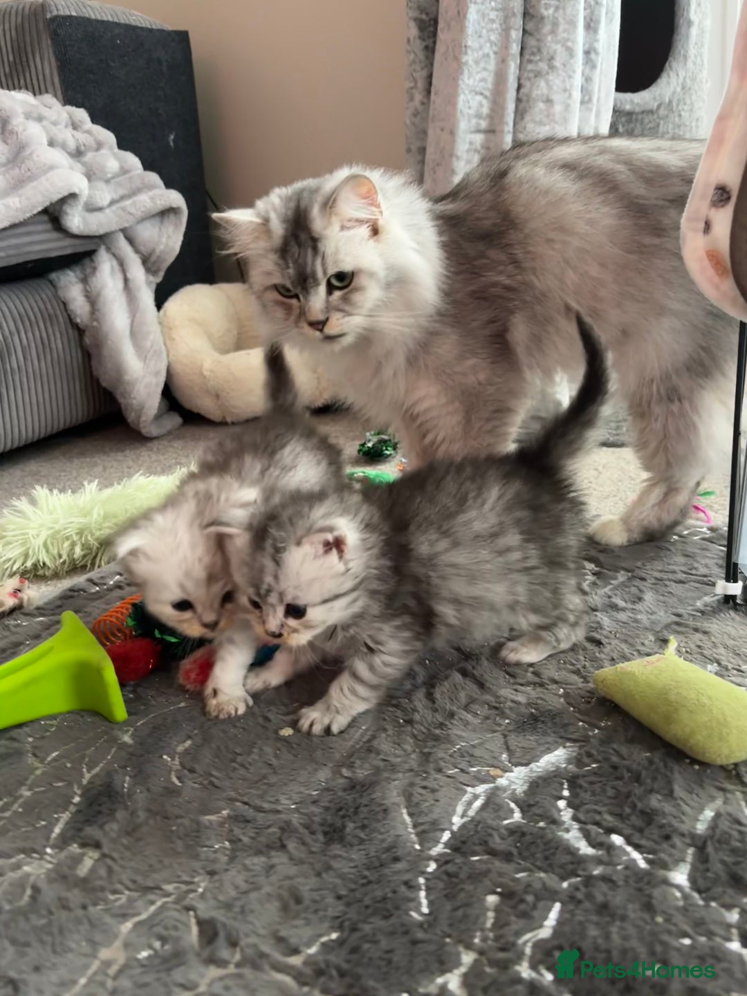 Maine Coon cats for sale: Maincoon / Persian babies looking for laps  - Advert 34