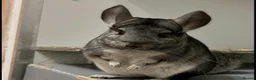 Chinchilla rodents for sale: 2 x male chinchillas plus setup - Advert 1