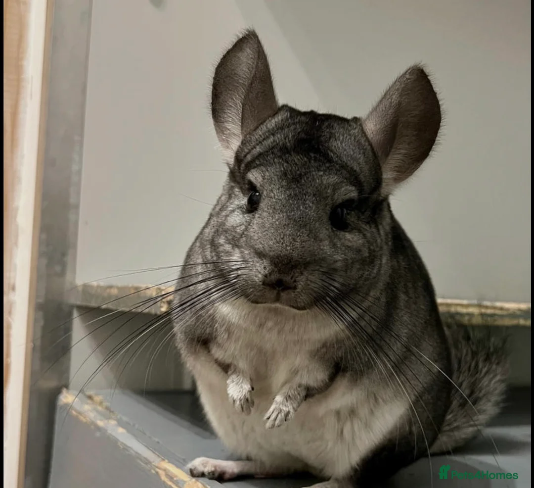 Chinchilla rodents for sale: 2 x male chinchillas plus setup - Advert 1