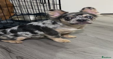 French Bulldog dogs Quality health clear fluffy French bulldogs  - Advert 4