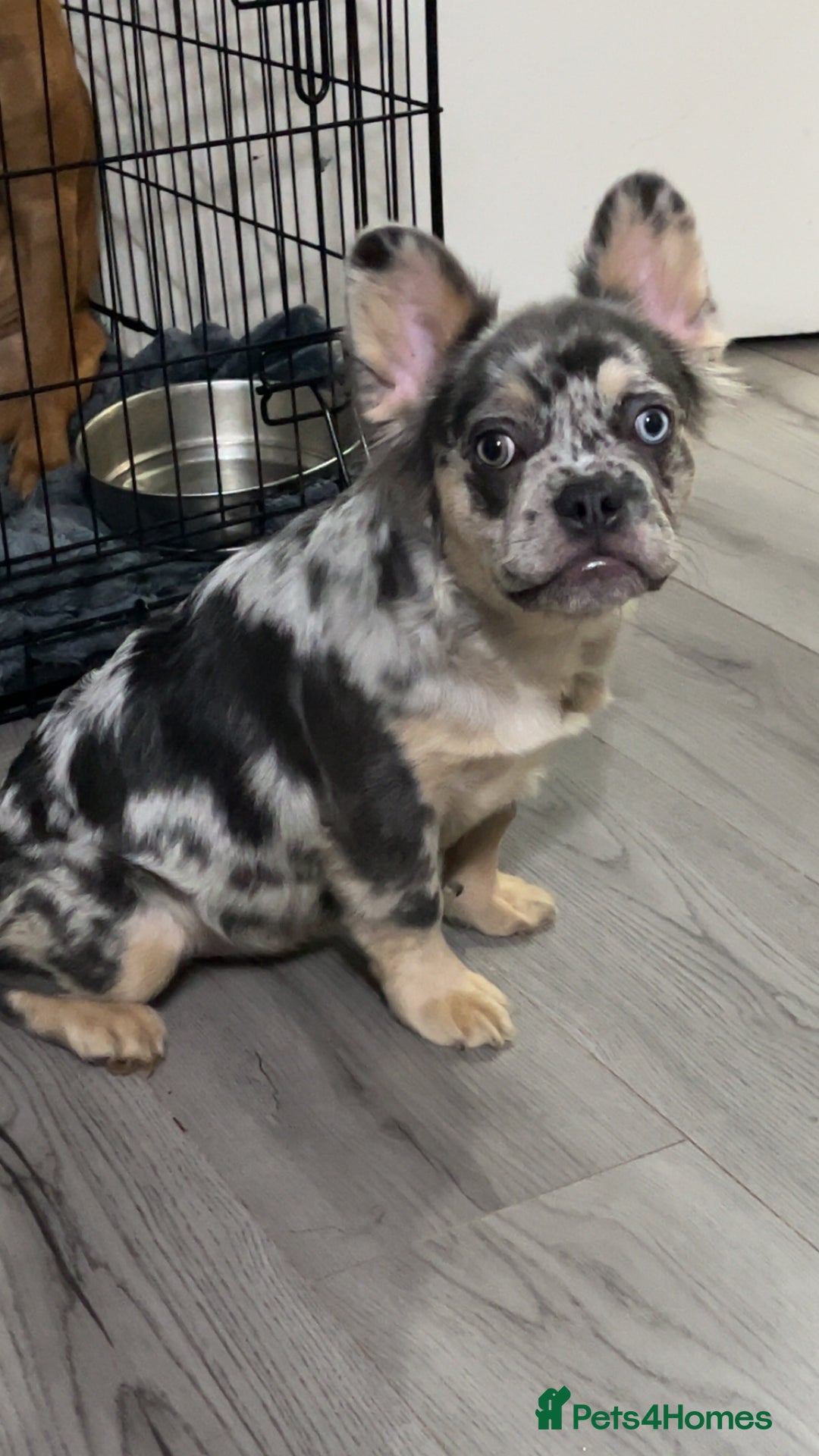 French Bulldog dogs for sale: Quality health clear fluffy French bulldogs  - Advert 2
