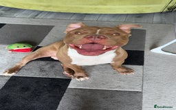 Mixed Breed dogs for sale: Rocco - Image 2