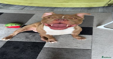 Mixed Breed dogs - Advert 3