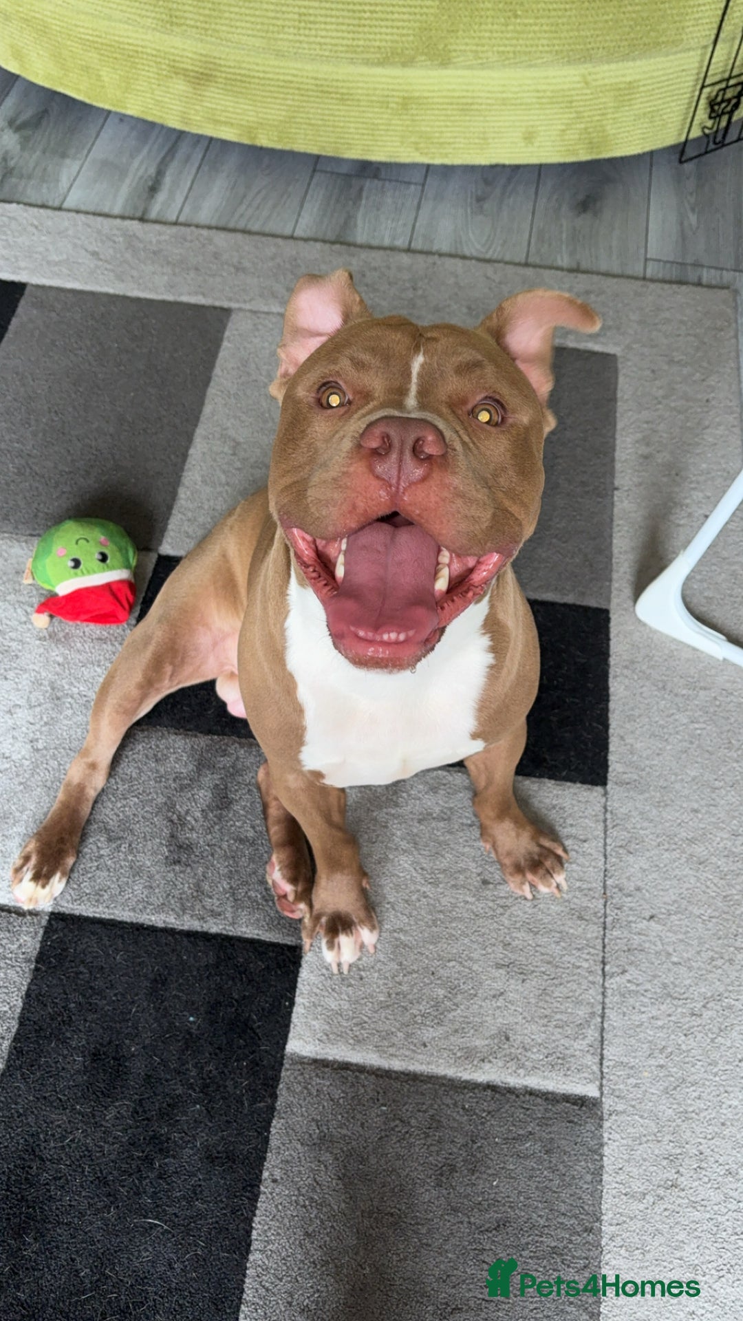 Mixed Breed dogs for sale: Rocco - Image 2