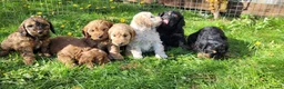 Cockapoo dogs for sale: F1 Cockerpoo Puppies  - Advert 12