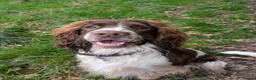 Sprocker dogs for sale: Male Sprocker 3 year old  - Advert 1