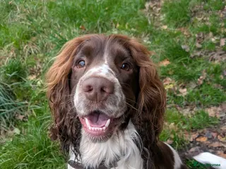 Sprocker dogs Male Sprocker 3 year old - Advert 1