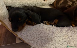 Dachshund dogs for sale: Gorgeous smooth hair black and tan dachshund girl  - Advert 3
