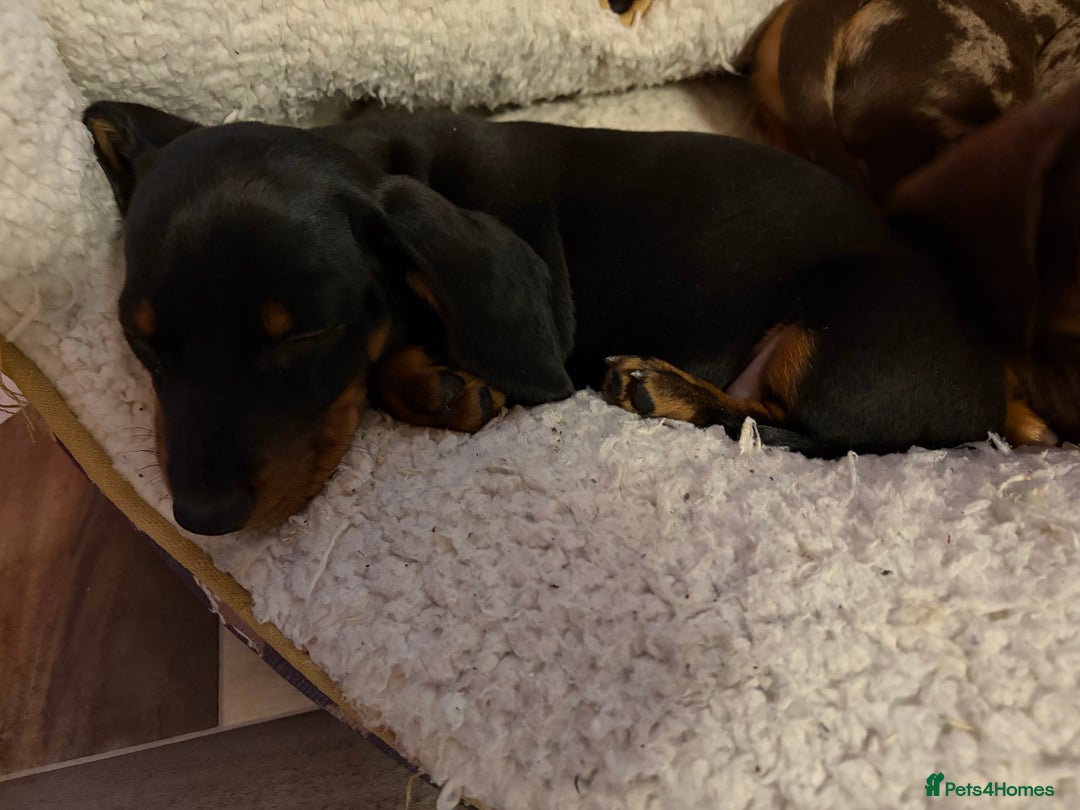 Dachshund dogs for sale: Gorgeous smooth hair black and tan dachshund girl  - Advert 3