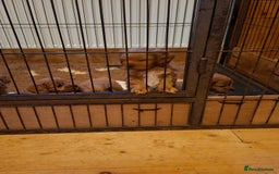 Cavapoo dogs for sale: Adorable F1 Cavapoo puppies  - Advert 18