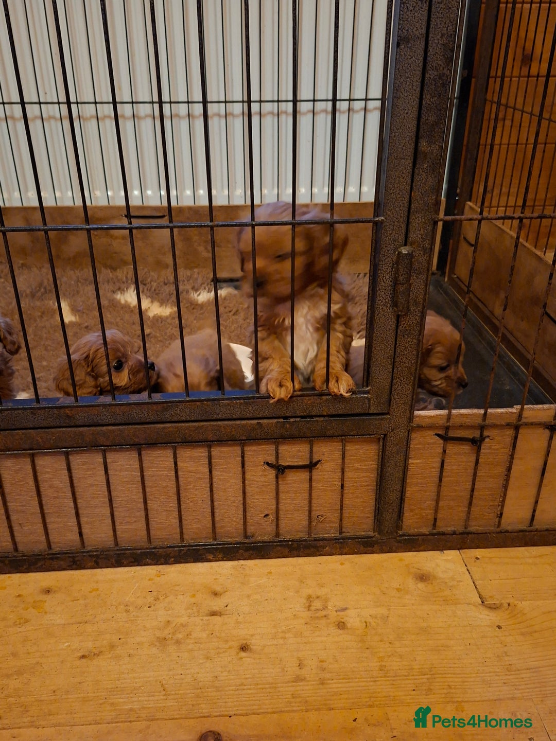 Cavapoo dogs for sale: Adorable F1 Cavapoo puppies  - Advert 18