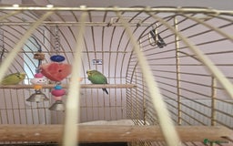 Budgerigars birds for sale: Budgies for sale - Image 4
