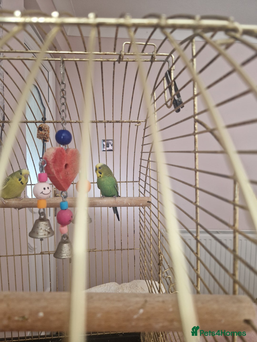 Budgerigars birds for sale: Budgies for sale - Image 4
