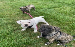 Mixed Breed dogs for sale: Frenchie cross Staffie Pups - Advert 10