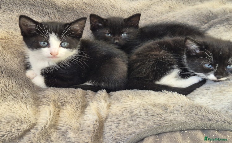 Mixed Breed cats - Advert 1