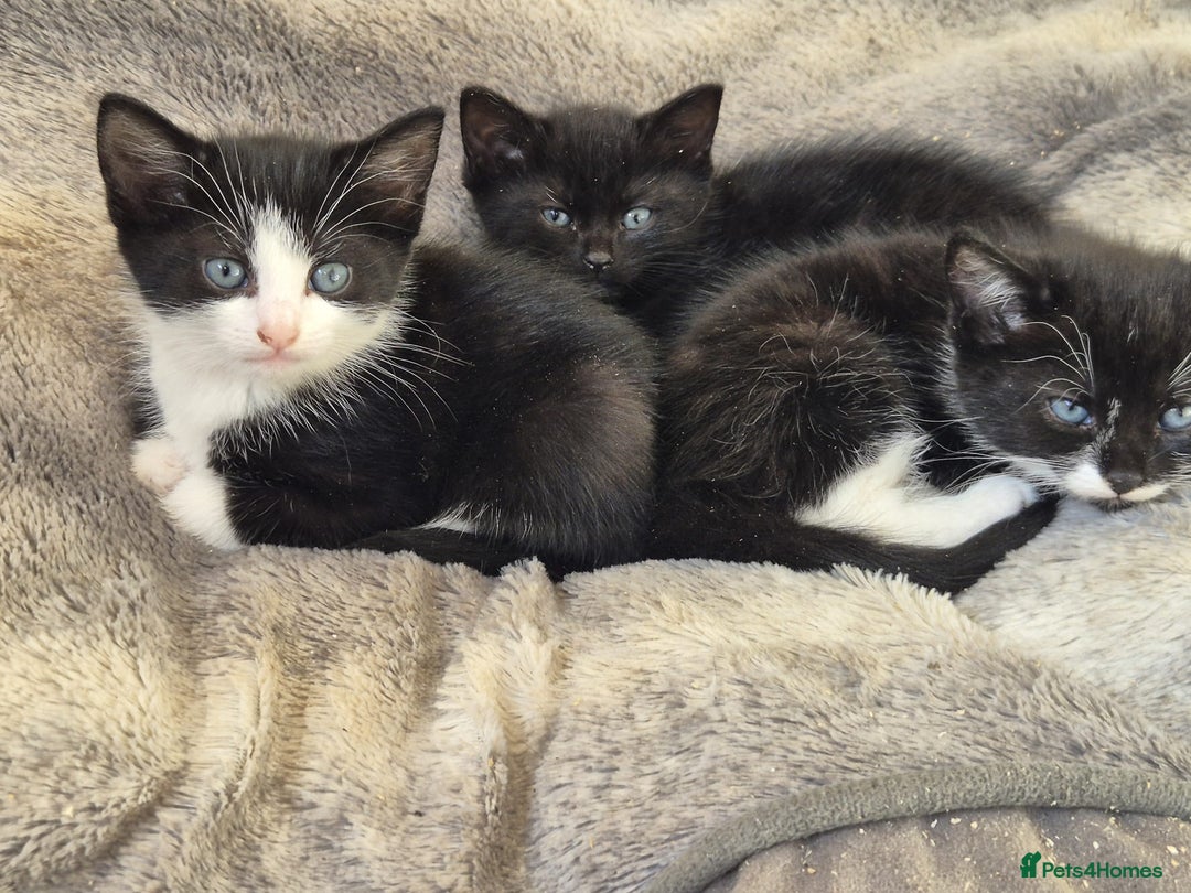 Mixed Breed cats for adoption: ***STELLA***BELLA***STAN*** - Image 1