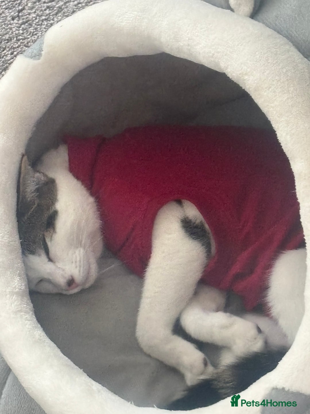 American Shorthair cats for sale: Cute American short hair  - Advert 5