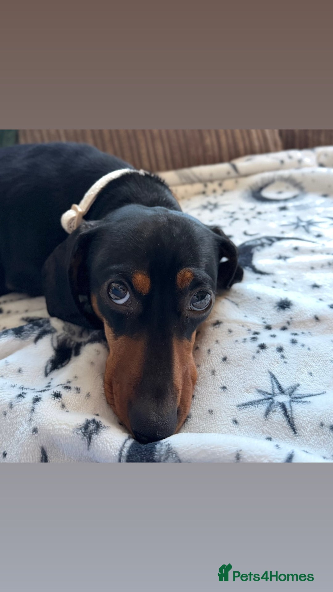 Miniature Dachshund dogs for sale: 2 year old Female Miniature Dachshund - Advert 1