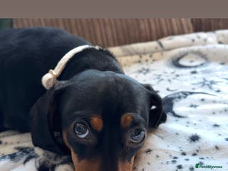 Miniature Dachshund dogs 2 year old Female Miniature Dachshund - Advert 13
