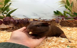Guinea Pig rodents for sale: 🏡🐹 Multiple pretty Boys available 🐹🏡 - Image 8