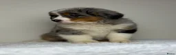 Mixed Breed dogs for sale: ⭐️SUPER RARE BERNESE x AUSTRALIAN SHEPHERD PUPS⭐️ - Advert 9