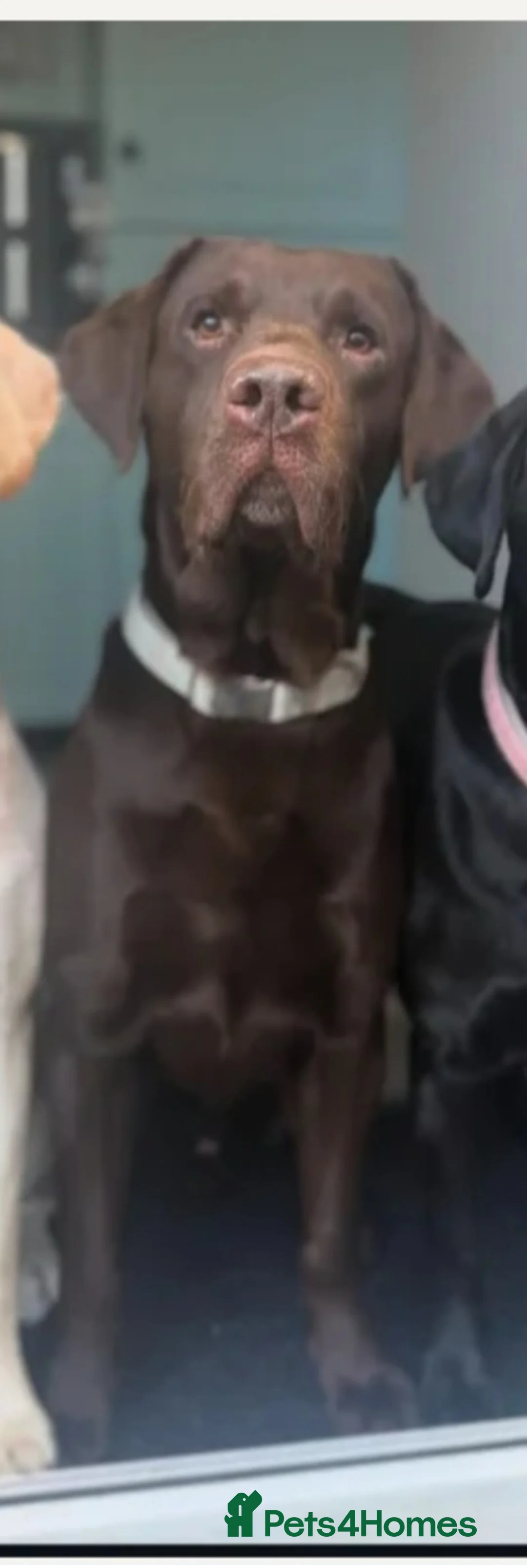 Labrador Retriever dogs for sale: Kc Registered quality labrador puppies - Advert 8