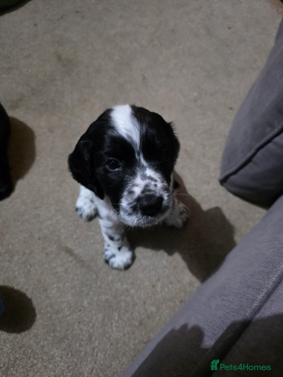 Cocker Spaniel dogs for sale: Cocker Spaniel Puppies (available for veiwing) - Advert 11