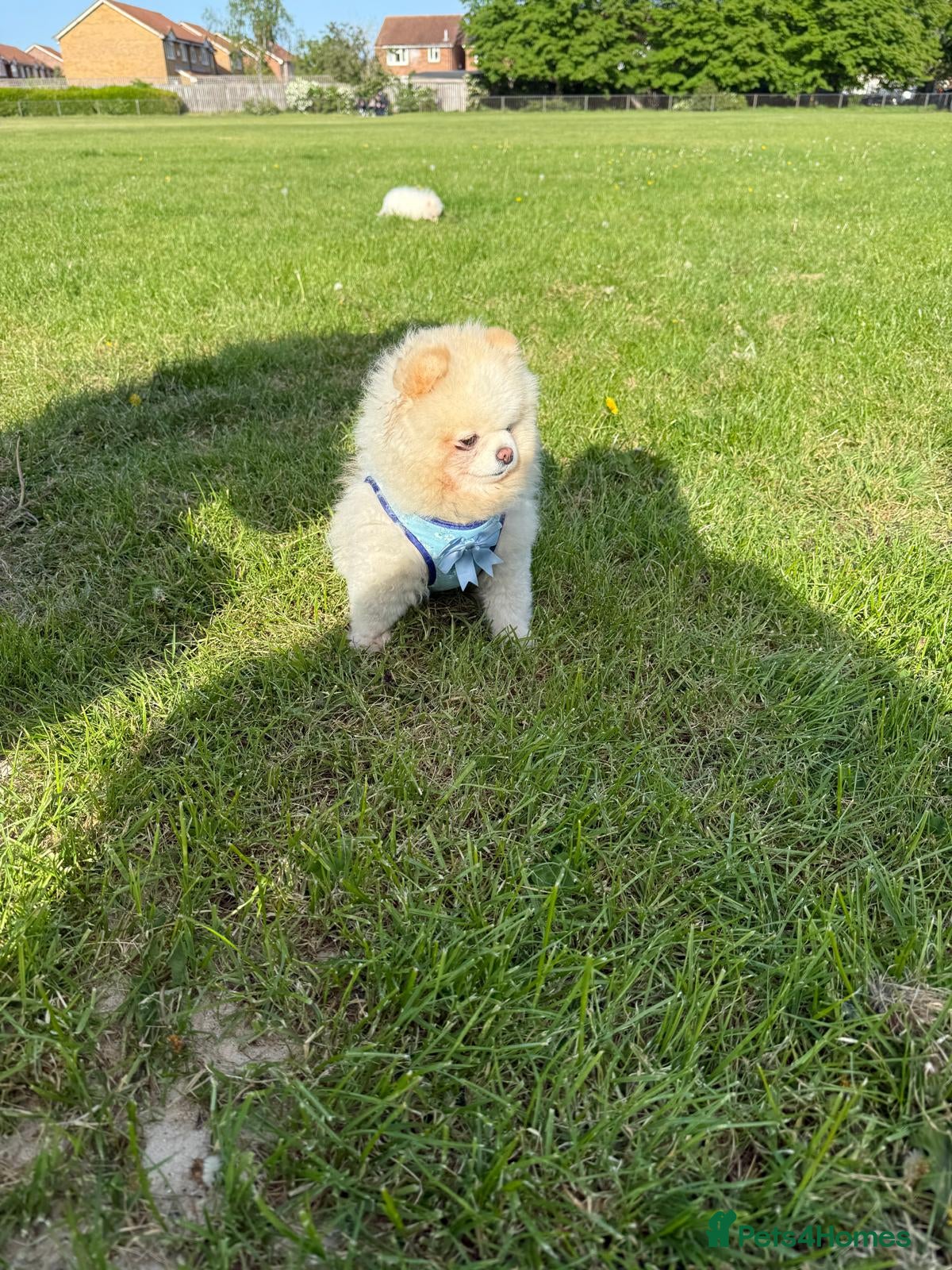 Pomeranian dogs Mini Pomeranian  - Advert 16