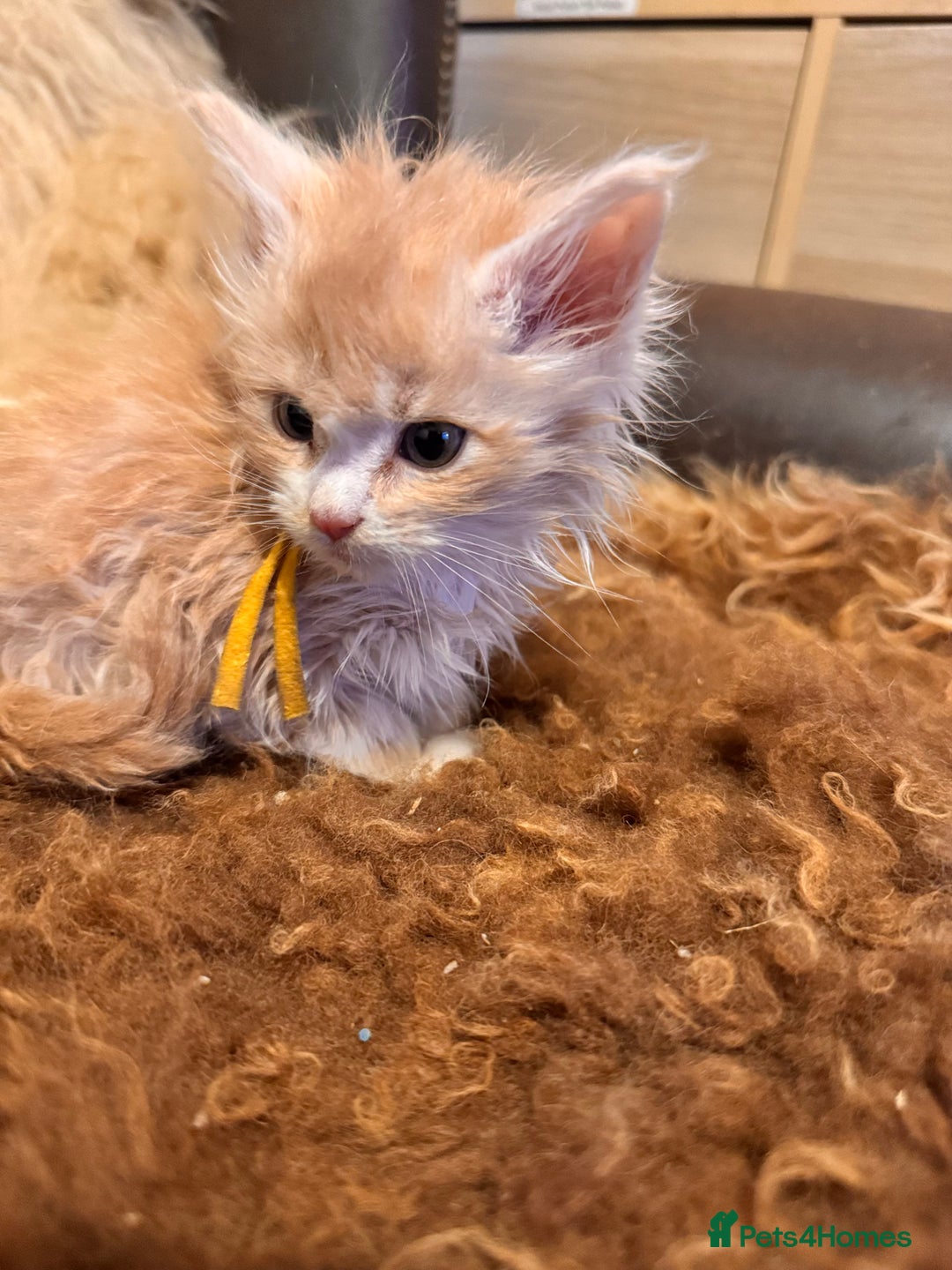 Maine Coon cats for sale:  TICA Registered Maine Coon Kittens- ready now  - Advert 17