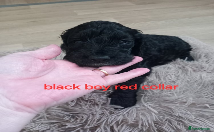 Cockapoo dogs - Advert 2