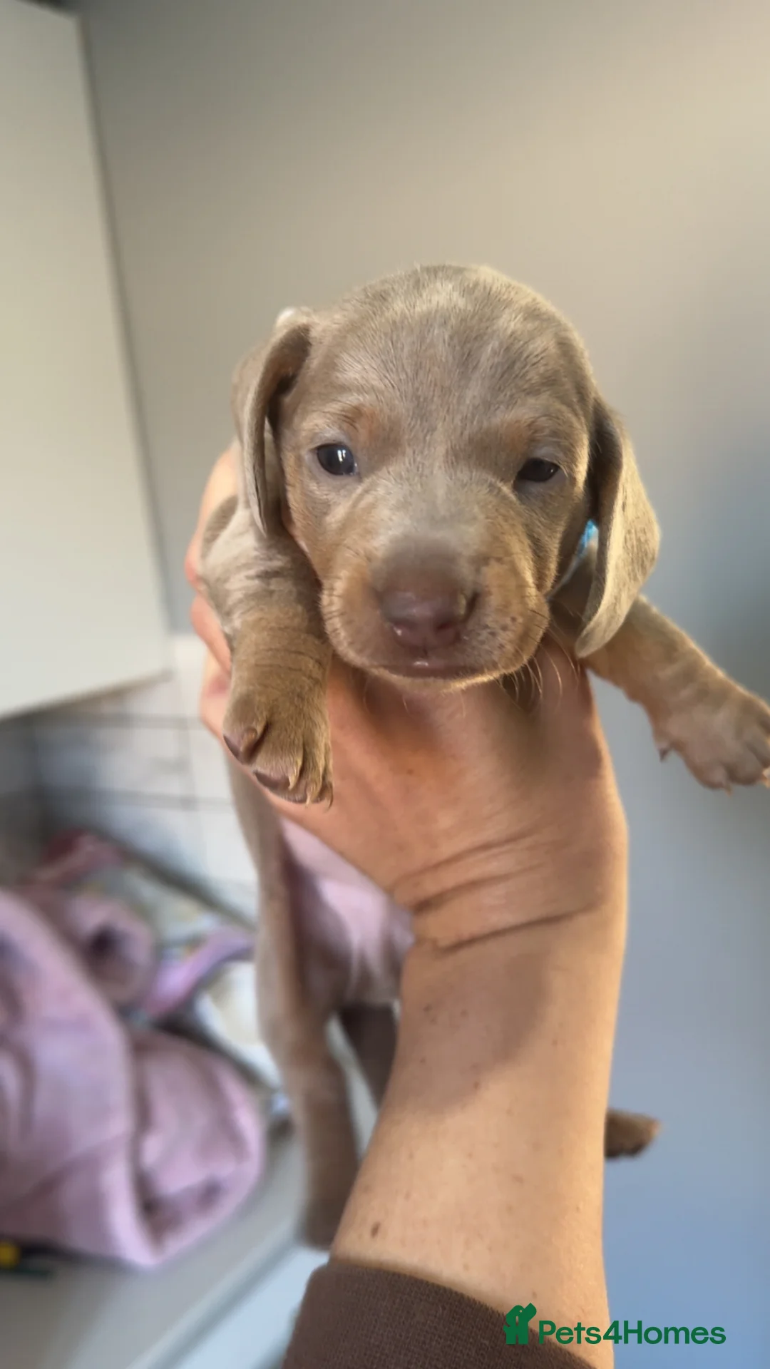 Miniature Dachshund dogs for sale: isabella and tan miniature Dachshunds  - Advert 10