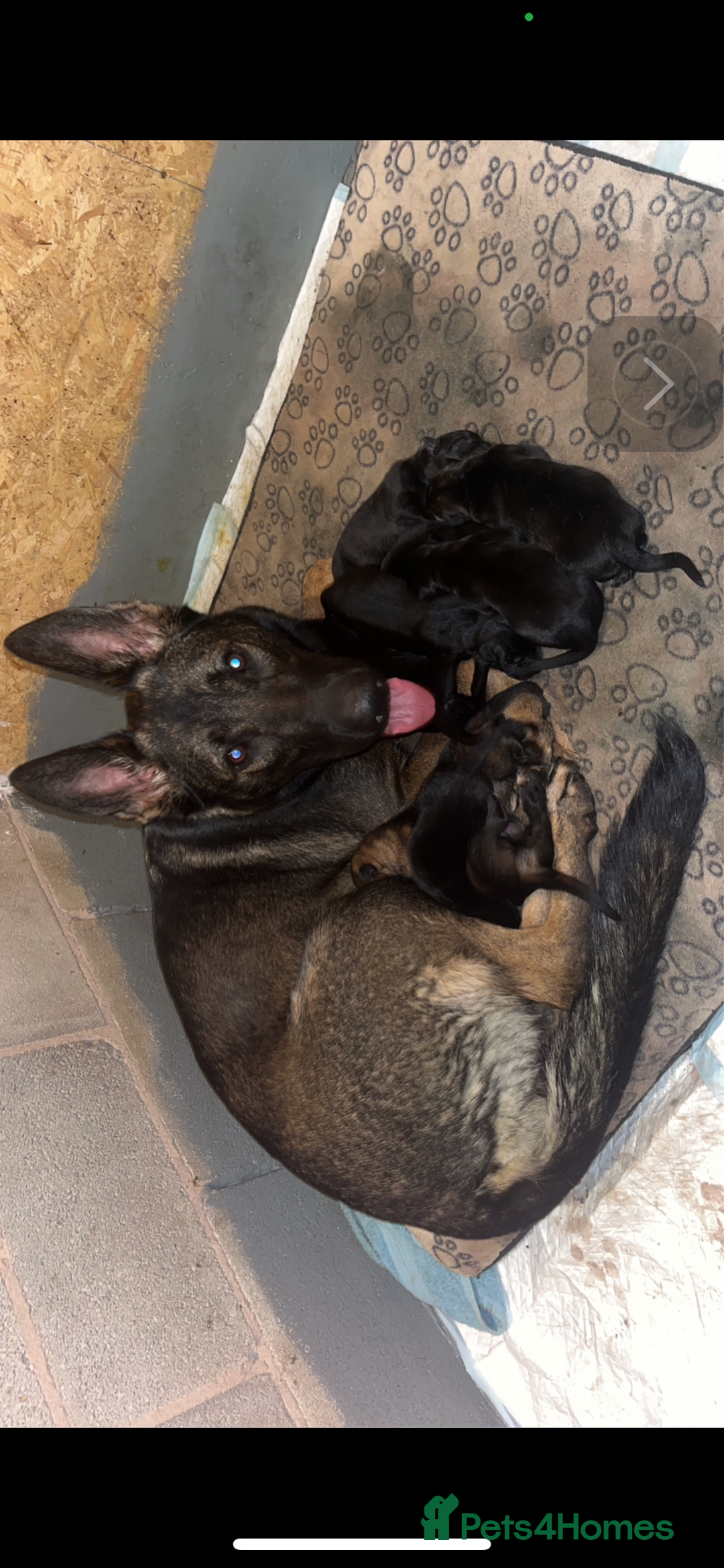 German Shepherd dogs for sale: gorgeous kc reg working blood line German Shepard  - Image 3