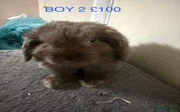 Mini Lop rabbits for sale: Beautiful Mini Lops - Advert 6